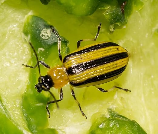 VivaTrap VT-103 Cucumber Beetle Trap &amp Lure (2 Pack)