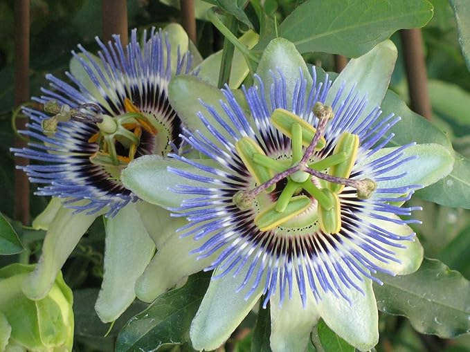 GARDENERA Premium Passion Fruit Potting Soil Mix - Perfect Balance of Nutrients Drainage and Aeration for Thriving Passion Fruit Vines - 3 Quart