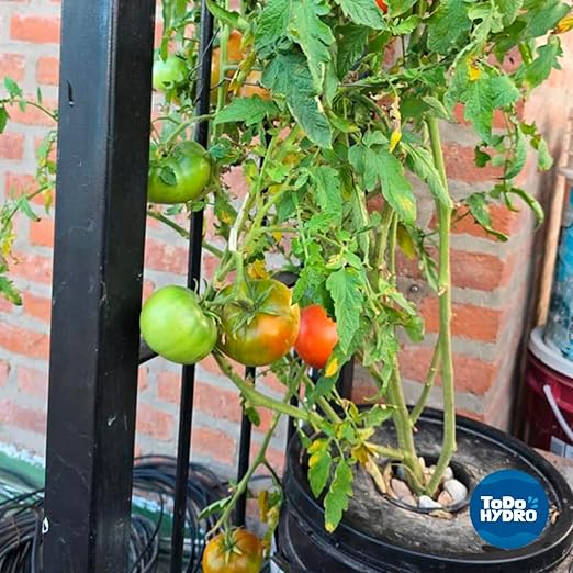 ToDo Hydro Macrobionic and Microbionic Solid Nutrient Solution Big Yields (Yield 160 gal)