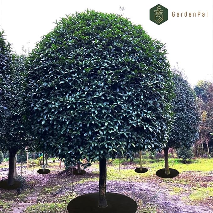 GardenPal 10-Pack 24.4inch Non-Woven Tree Ring Weed Barrier Fabric Degradable &amp Reusable Tree Mulch Ring for Landscaping Weed Control Root Protection Tree Protector Mat Reusable Tree Weed Barr