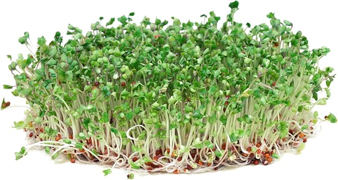 Todd’s Seeds - Sprouting Broccoli Seeds - Calabrese Variety Non-GMO Heirloom - 2.5 Pound - Bulk Seeds