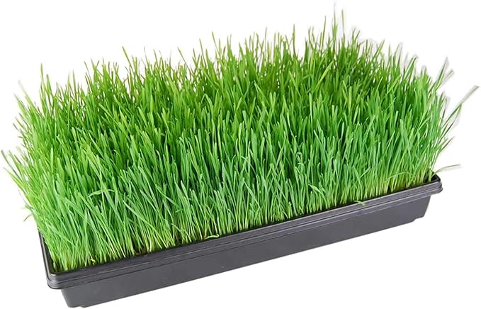 Living Whole Foods 100 Durable Black Plastic Growing Trays (with Drain Holes) 20 x 10 x 2 - Planting Seedlings Flowers Wheatgrass Microgreens