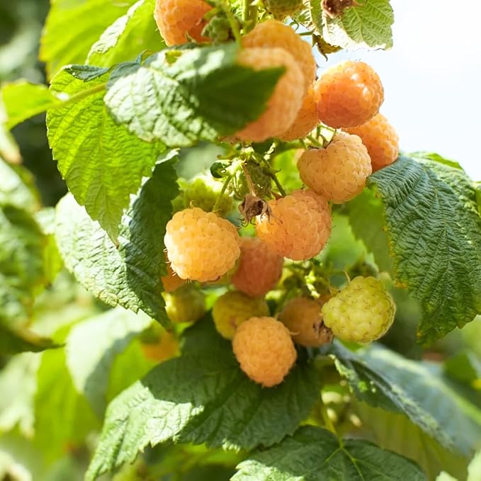 4 Fall Gold Raspberry Plants Live 5-9 Inch Tall Raspberry Fruit Trees for Outdoor Growing Raspberry Seedling