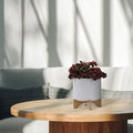 Generic 10 CHEVRONPLANTER W Stand White