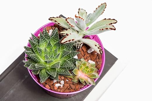 rePotme Cactus &amp Succulent Food - Feed ME! Fertilizer (8 Oz) Makes 96 Gallons of Fertilizer