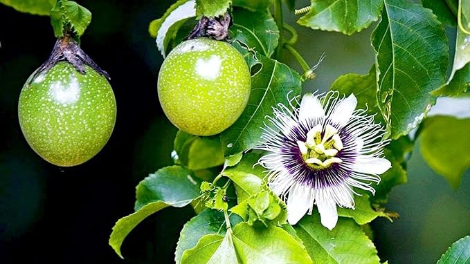 GARDENERA Premium Passion Fruit Potting Soil Mix - Perfect Balance of Nutrients Drainage and Aeration for Thriving Passion Fruit Vines - 3 Quart