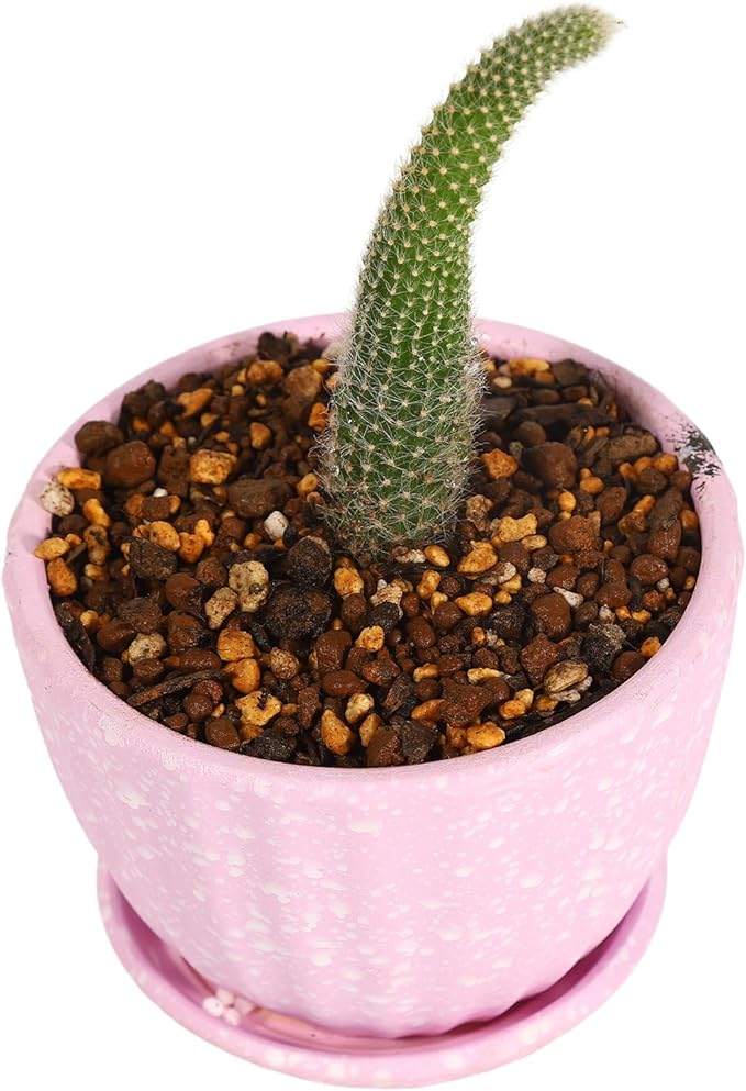 Japanese Cactus Succulent &amp Aloe Vera Potting Soil Mix - 6L Peat-Free
