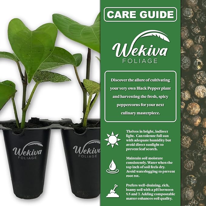 Black Pepper Plant - 2 Live Starter Vines - Piper Nigrum - Grow Your Own Spices in The Garden