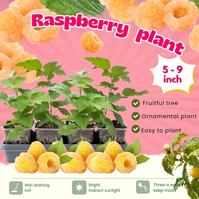 4 Fall Gold Raspberry Plants Live 5-9 Inch Tall Raspberry Fruit Trees for Outdoor Growing Raspberry Seedling