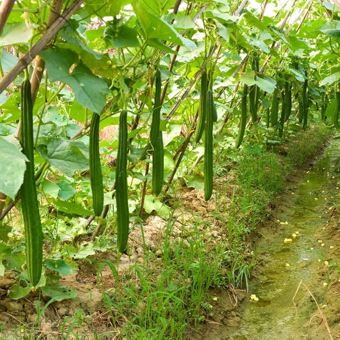 Ridge Gourd Luffa Plant in 4 Inch Pot 4 to 8 Inch Tall Gourd Luffa Plants for Garden Vegetable Vine Seedlings
