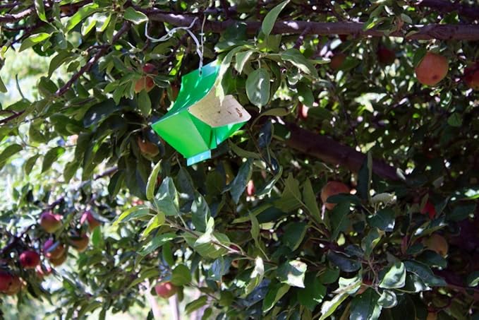 VivaTrap VT-106 Codling + Oriental Fruit Moth Trap &amp Lure (2 Pack 8 Week)