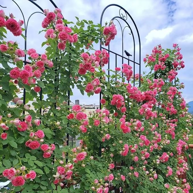 Bird Design Garden Trellis Metal Wall Climbing Plant Support Trellis Frame for Garden Climbing Vines Flowers Black/White(Black200cm/78.7in)