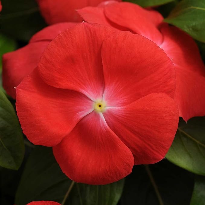 Vinca Flower Garden Seeds - Pacifica XP Series - Orange - 1000 Seeds - Annual Flower Gardening Seed