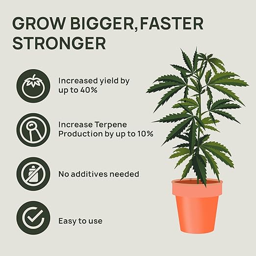 Strive Fertilizer Part B Package - Veg + Bloom General Hydroponic Nutrients - Premium Indoor Outdoor and Soil Growing Plant Food - Enhancer - Booster for Vegetables Succulents Flowers &amp More