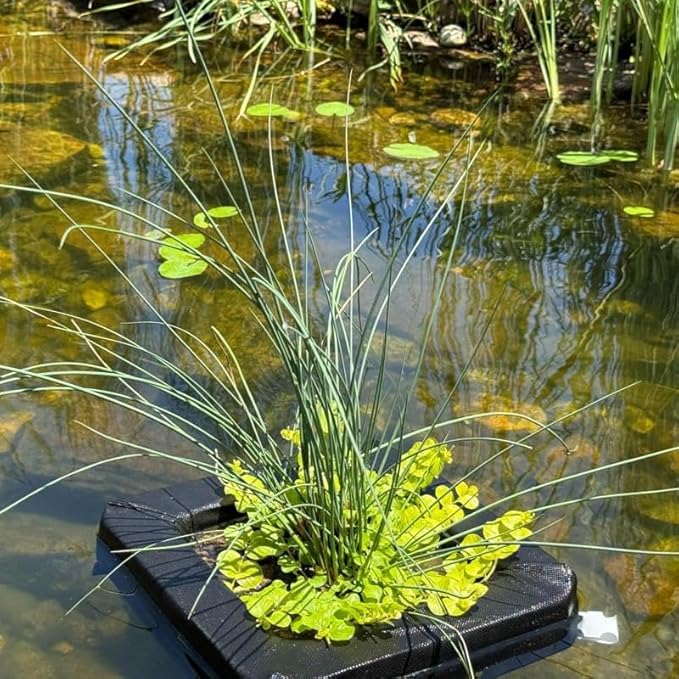 Chalily Aquatic Planting Bundle for Lily Likes Bog Plants Shallow Water Plant Kit Floating Island Kit Pond Water Garden Aquatic Soil Pond Plants (4qt Soil Floating Island)