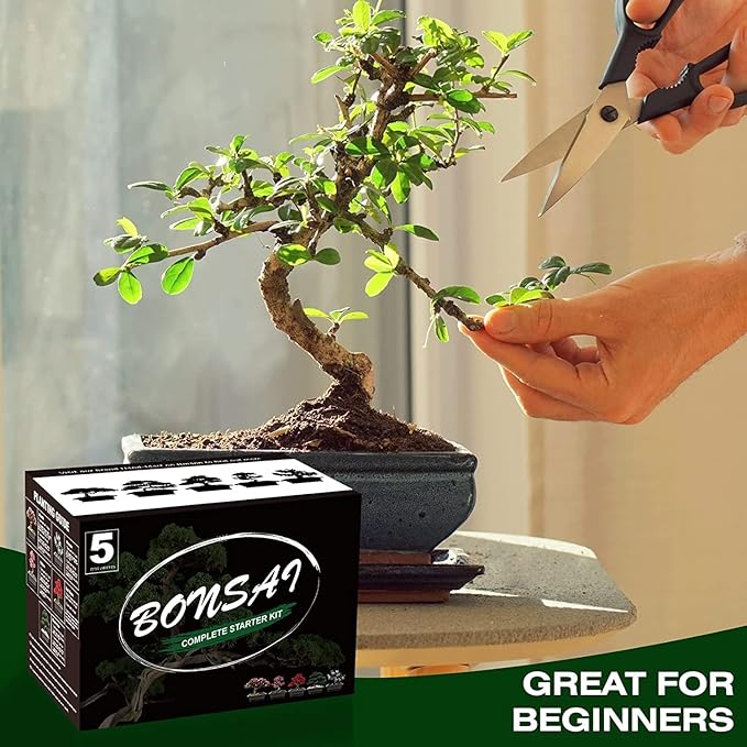 5 Bonsai Tree Kit Complete Plant Growing Tools Grow in Pot Indoor Bonsai Tree Starter Kit Great Home Gardening Potted Plants DIY Gift for Adults