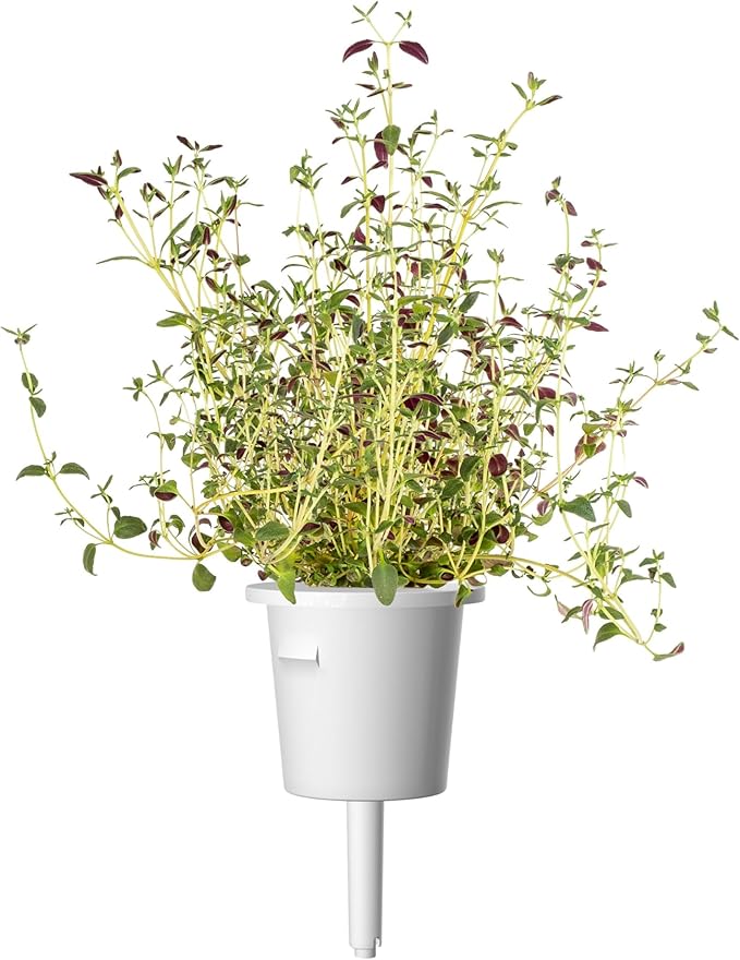 Click and Grow Smart Garden Thyme Plant Pods 9-Pack
