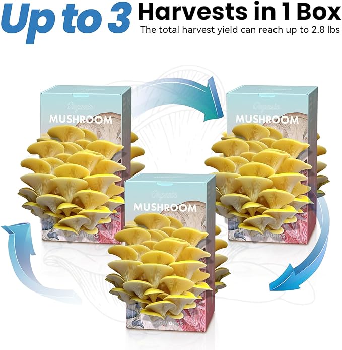 Organic Edible 4lbs Golden Oyster Mushroom Growing Kit Made in USA Double-Side Mushroom Grow Kit Indoor Harvest Gourmet Mushrooms in 10 Days Top Gardening Gift Holiday Gift