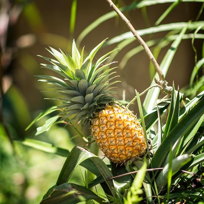 2 Elite Gold Pineapple Plants Pineapple Plants Live for Planting Sweet Pineapple Starters Plant for Home Garden and Containers