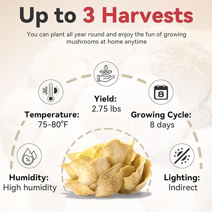 inbloom Organic Golden Oyster Mushroom Growing Kit with Spray Harvest Fresh Mushrooms at Home Beginner Friendly &amp Easy to Use Unique Gardening Gift for Holiday Handmade in New Jersey USA