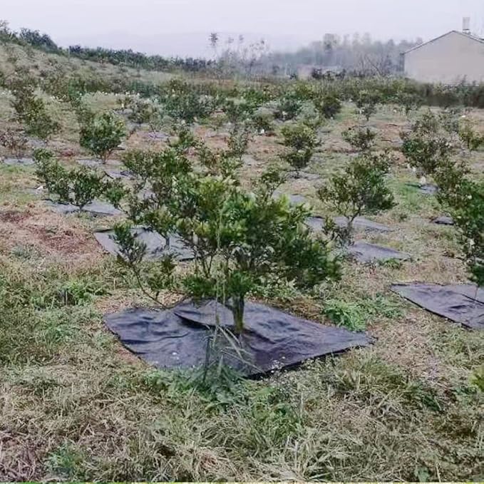 CHALKE Orchard Agricultural Weed Cover Durable Weeding Cloth Black Pe Gardening Mulch Cloth Mulch Special for Apple Peach Fruit Trees 10/50pcs (Color : Black 1x1m 50pcs)