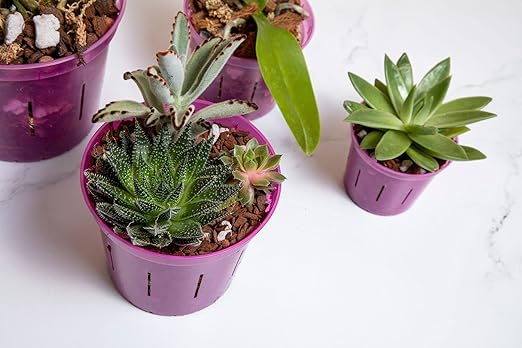 rePotme Cactus &amp Succulent Food - Feed ME! Fertilizer (8 Oz) Makes 96 Gallons of Fertilizer