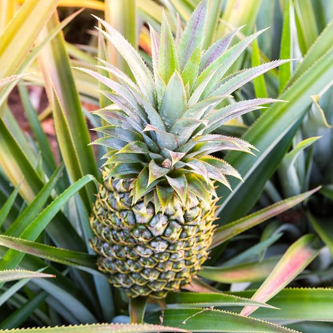 2 White Jade Pineapple Plants Pineapple Plants Live for Planting Sweet Pineapple Starters Plant for Home Garden and Containers