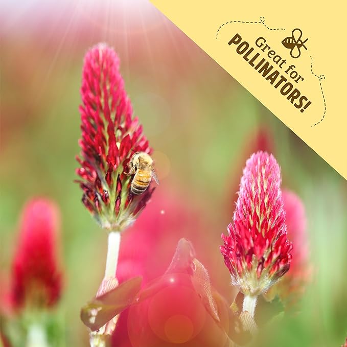 Back to The Roots 100% Organic Crimson Clover Cover Crop Seeds Covers ~1000 sq. ft.