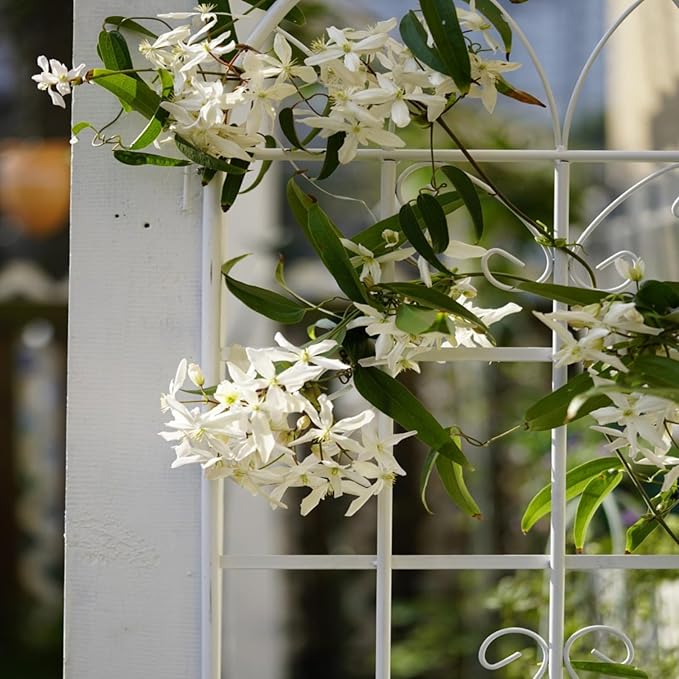 Metal Garden Trellis Rustproof Arched Fence for Climbing Plants Outdoor Flowers Vegetables Elegant Flower Trellis for Garden Decor Wall Brackets Black &amp White 71 x 19.7 (Cream White 4 Pack