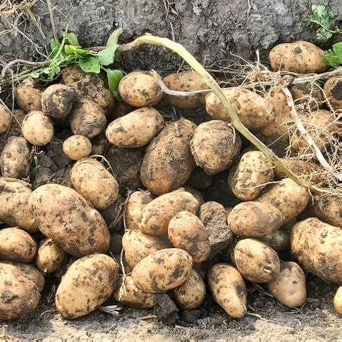 Goldrush Russet Potato Seed for Planting – Versatile &amp High Yielding Perfect for Home Gardens and Farms | Grow Your Own Vegetables Easy to Grow (50 Pack)