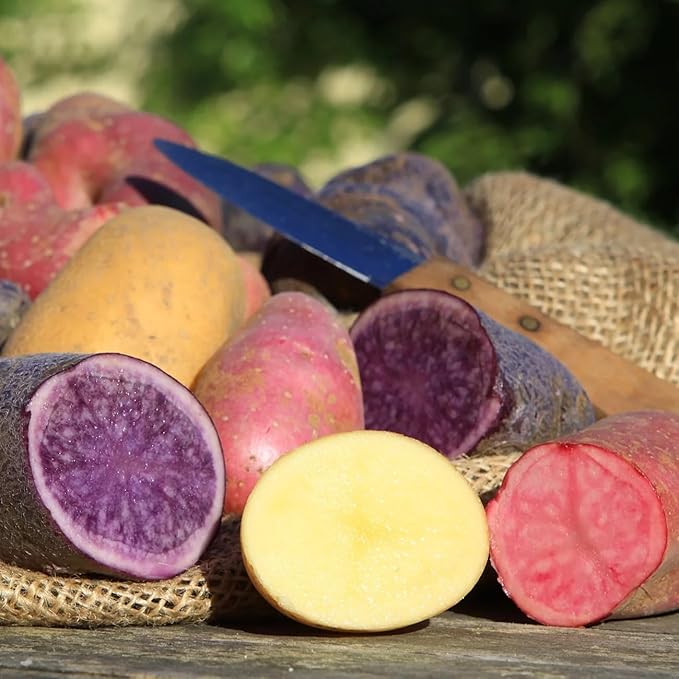 Seed Potato Harvest Blend Red Yellow Blue - High Yielding Mix Potato Tubers Perfect for Home Gardening | Harvest Early Season Easy to Grow (6 Pack)