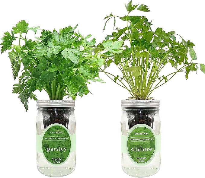 2-Pack Hydroponic Mason Jar Herb Garden Kit Indoor Herb Garden Self-Watering Starter Kit (ParsleyCilantro)