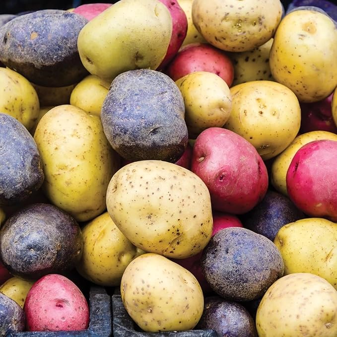 Seed Potato Harvest Blend Red Yellow Blue - High Yielding Mix Potato Tubers Perfect for Home Gardening | Harvest Early Season Easy to Grow (6 Pack)