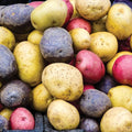 Seed Potato Harvest Blend Red Yellow Blue - High Yielding Mix Potato Tubers Perfect for Home Gardening | Harvest Early Season Easy to Grow (6 Pack)