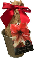 Tin Charisma Amaryllis Holiday Gift Growing Kit Deluxe Edition. Includes a Rustic Tin Pot a Large Charisma Bulb in a Burlap Bag with a Red Ribbon and Growing Medium