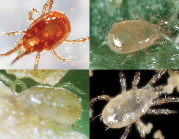2000 Live Adult Predatory Mite Mix - Special Blend Mix - Triple Blend Mix