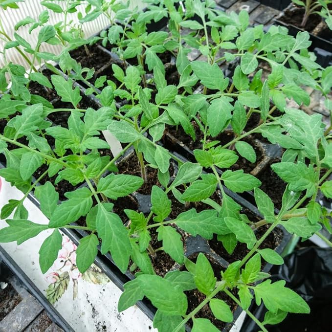 4 Tomato Plants in 4 Pot Beefsteak Tomato Plant 4-8 Tall Heirloom Vegetable Plant Live for Planting Outdoors Garden 2 Plants Each Pot