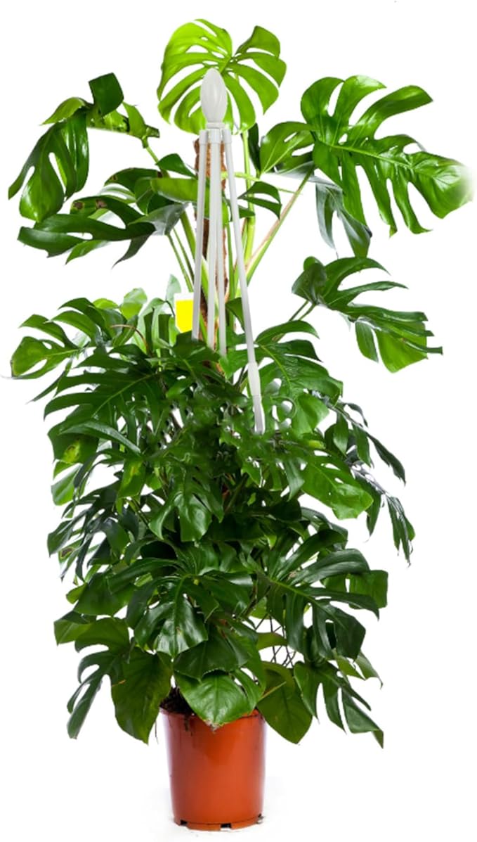 Climbing Plant Trellis Pergola Stand Garden Trellis Arbor for Outdoor Use