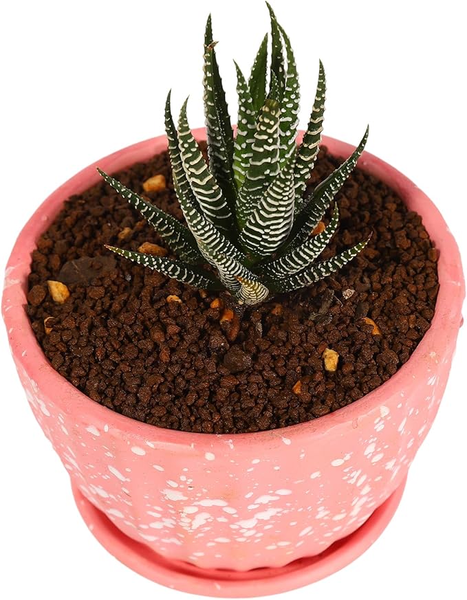 Japanese Super Hard Akadama Bonsai Soil - Extra Small Grain (2-4mm) 6 lb (3.6 QT) | Premium Volcanic Clay Medium for Cuttings Seedling Cultivation &amp Fine-Rooted Bonsai