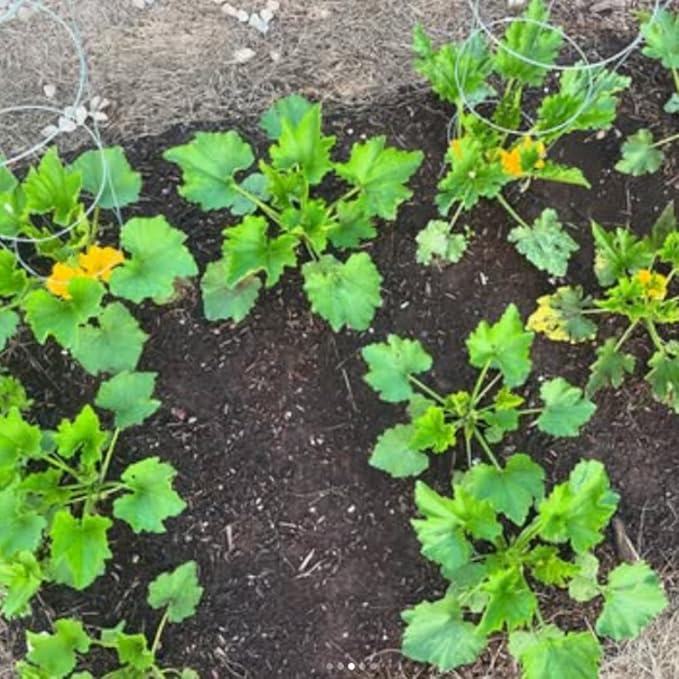 2 Green Squash Zucchini Plants Seedlings 4 Inches Pot Squash Plants Live Live Zucchini Plants