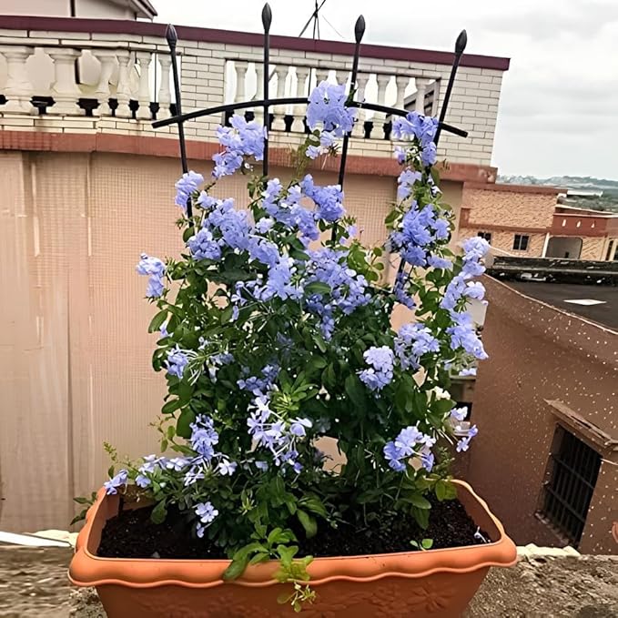 Plant Supports for Garden 90cm 120cm High Metal Fan Trellis for Climbing Plants in Pots Indoor Outdoor Decorative Plant Support Rust-Proof and Easy to Assemble(90cm/35.4in)