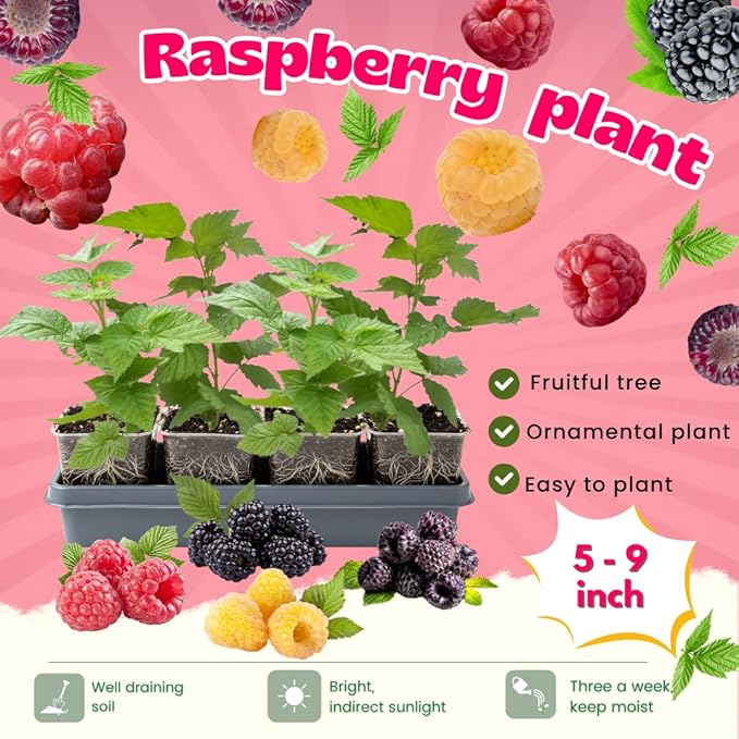 4 Mixed Raspberry Plants Live 5-9 Inch Tall Raspberry Fruit Trees for Outdoor Growing Raspberry Seedling
