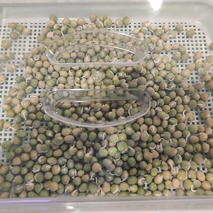 8 Pack Seed Sprouter Tray BPA Free Big Capacity Seed Germination Tray Healthy Wheatgrass Seeds Grower with Lid for Growing Bean Sprouts Cat Grass Wheat Grass Mung Beans