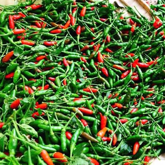 Sets 2 Chile Pequine Pepper Plants Live Super Hot Peppers Live Plants 90 Days Old Hot Chili Plant for Spring Planting