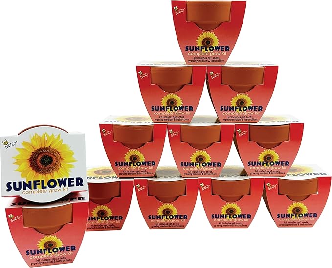 BUZZY Seeds 12-Pack Sunflower Mini Grow Pots – All-in-One Terracotta Flower Starter Kit with Growing Medium DIY Gardening Wedding and Shower Favors