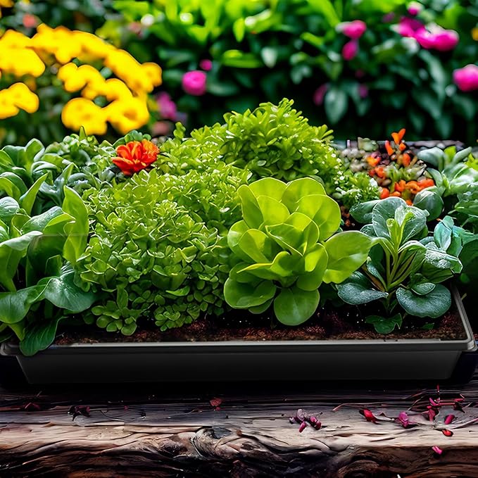 1020 Plant Tray with Tall 7.3'' Dome 5-Pack Extra Large Seed Starter Tray with Humidity Domes Heavy Duty 1020 Trays and Flats with Lid Seed Germination Mini Greenhouse No Hole for Balcony Garden