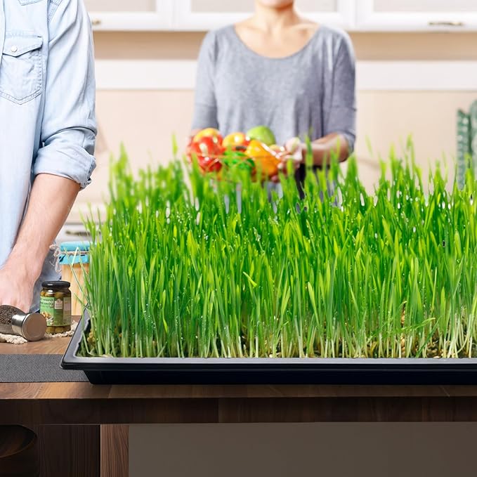 Growing Trays 1020 Plant Nursery Trays Heavy Duty Seed Starter Flat Seedling Tray for 72/128 Cell Plug Tray Transplant Growing Microgreens (21×11 10 Pack 1.6 Deep Without Holes)