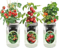 Hydroponic Mason Jar Indoor Garden Organic Seed Starter Kits - Tomato Trio Garden Growing Kits Gardening Gift (Red Robin Tomato Cherry Tomato - Tiny Tim Sweetie Cherry Tomato)