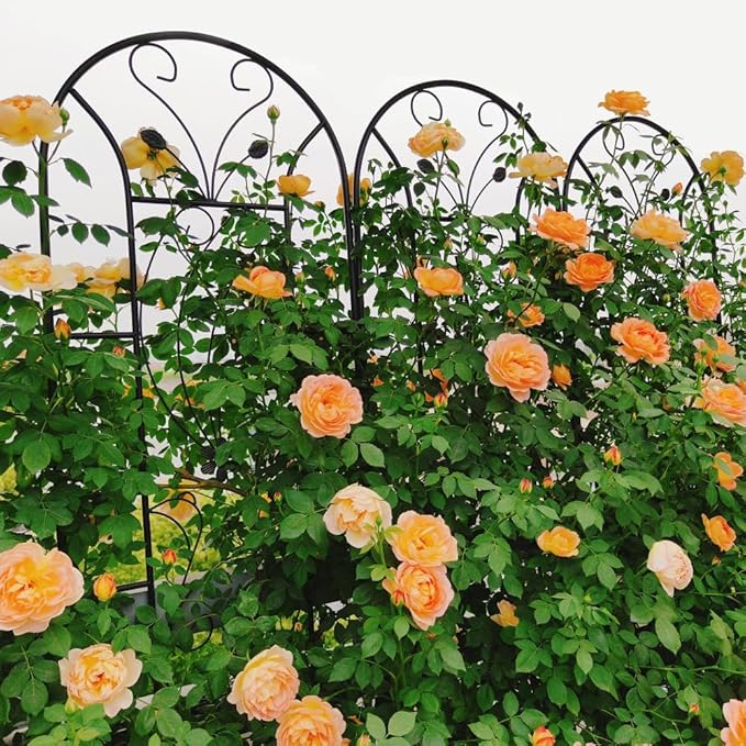 Sturdy Metal Garden Trellis for Climbing Plants – Rust-Resistant Outdoor Flower Support with Elegant Peacock Design (2 Pack)