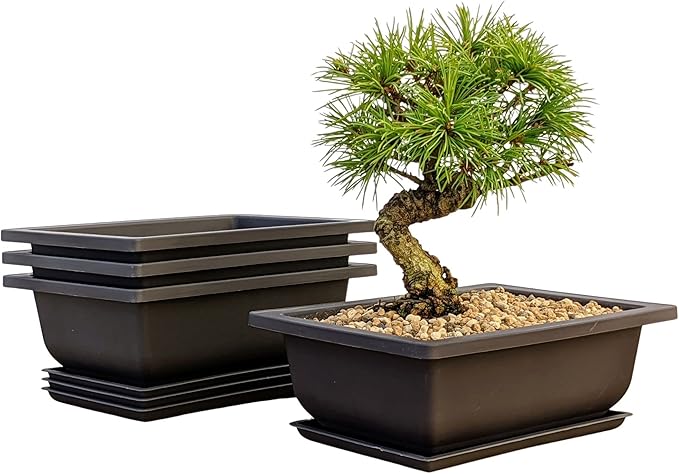 Tinyroots Bonsai Soil Plus a Three Pack of Six-Inch Training Bonsai Pots